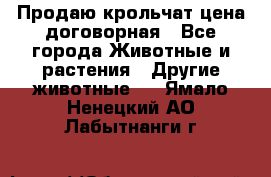 Продаю крольчат цена договорная - Все города Животные и растения » Другие животные   . Ямало-Ненецкий АО,Лабытнанги г.